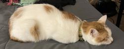 Lost Male Cat last seen Brown Trail, Pipeline hurst tx, Hurst, TX 76053