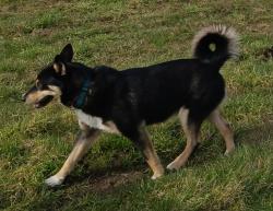 Reunited Male Dog last seen Lafayette and South End , Oregon City, OR 97045