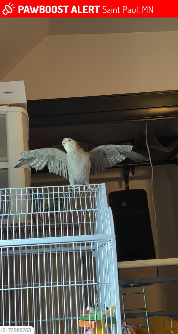Lost Female Bird last seen Three blocks from Hamline University, Saint Paul, MN 55104