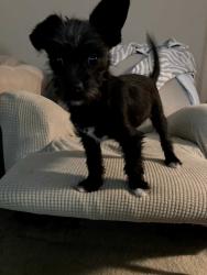 Found/Stray Male Dog last seen At Camino de las montoyas & desert Pinon., Rio Rancho, NM 87144
