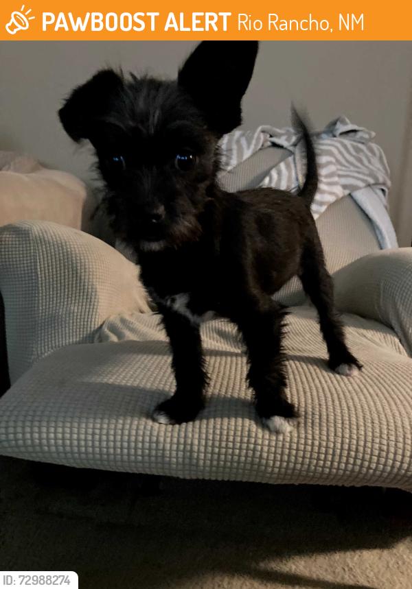 Found/Stray Male Dog last seen At Camino de las montoyas & desert Pinon., Rio Rancho, NM 87144
