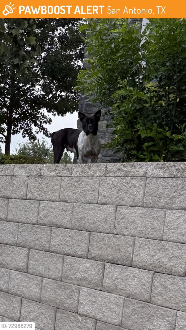 Found/Stray Female Dog last seen Park on Wurzbach apmts, San Antonio, TX 78238