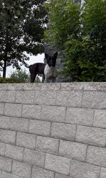 Found/Stray Female Dog last seen Park on Wurzbach apmts, San Antonio, TX 78238