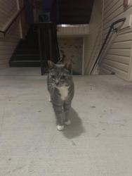 Found/Stray Unknown Cat last seen Roaming in between building, Fayetteville, NC 28314
