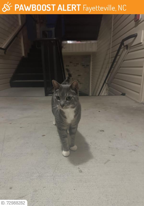 Found/Stray Unknown Cat last seen Roaming in between building, Fayetteville, NC 28314