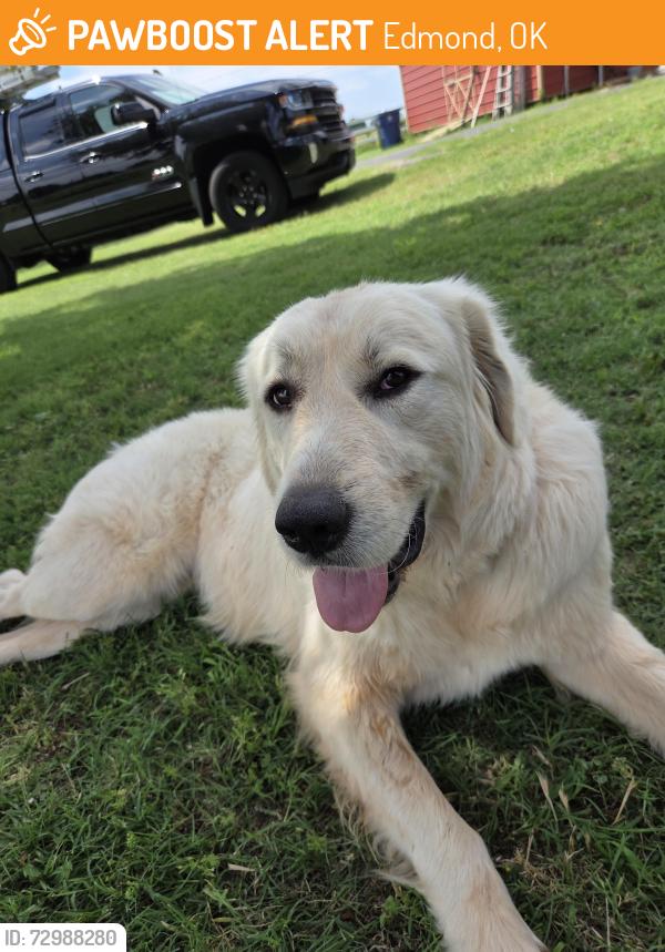 Found/Stray Female Dog last seen Waterloo and Western in Edmond, OK , Edmond, OK 73025