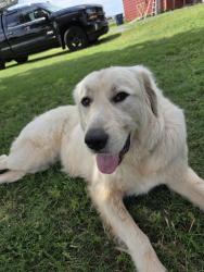Found/Stray Female Dog last seen Waterloo and Western in Edmond, OK , Edmond, OK 73025