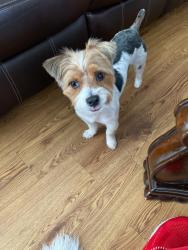 Lost Male Dog last seen Near Tautenhahn rd, Houston, TX 77016