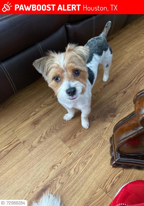 Lost Male Dog last seen Near Tautenhahn rd, Houston, TX 77016
