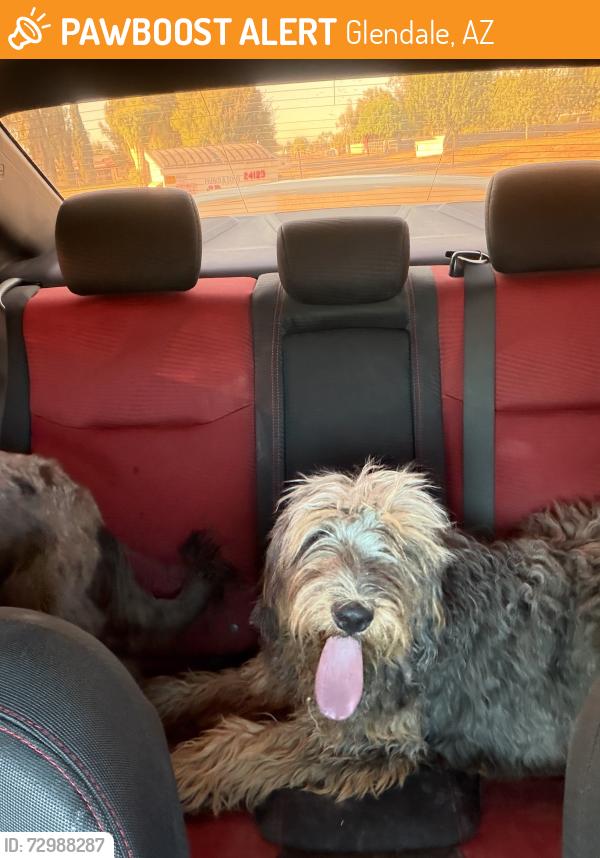 Found/Stray Unknown Dog last seen Glendale Ave and 177th Ave , Glendale, AZ 85355