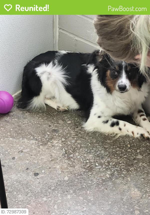 Reunited Female Dog last seen Near and rosehill, Shawnee, KS 66216