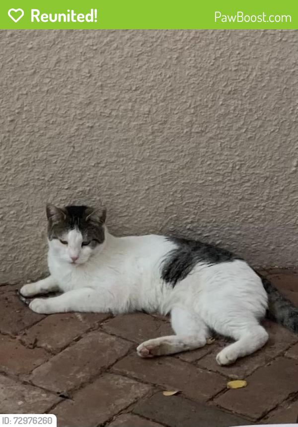Reunited Unknown Cat last seen High street, Auburn, CA 95603