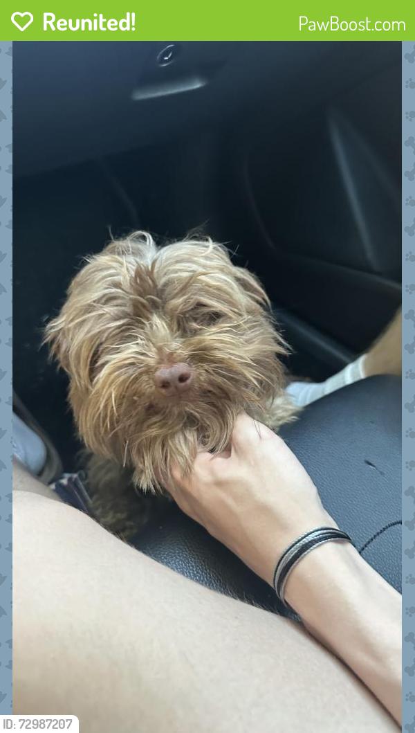 Reunited Female Dog last seen Cali , Houston, TX 77090