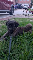 Reunited Male Dog last seen Revelstoke dr, Houston, TX 77086