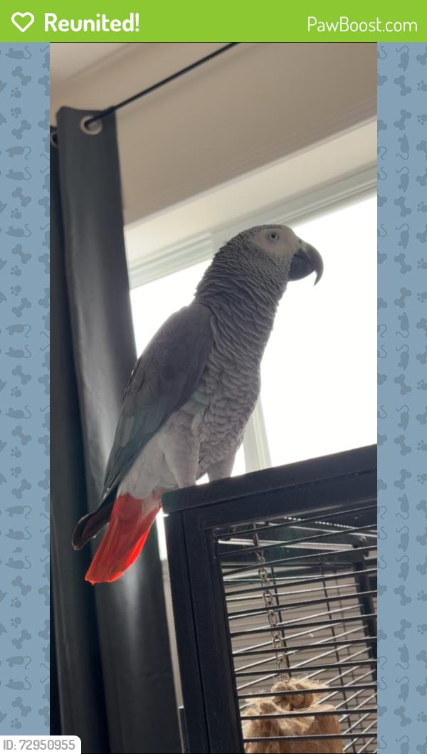 Reunited Male Bird last seen Rideau Street , Kingston, ON 