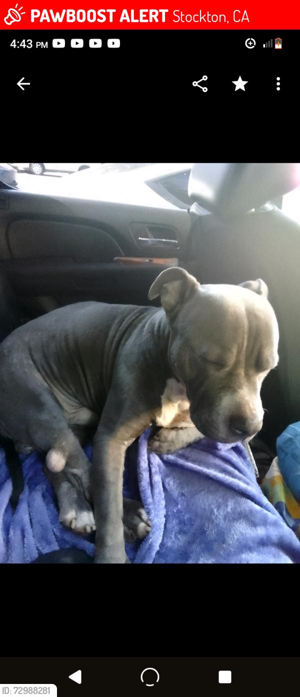 Lost Male Dog last seen Schooner & Hammer, Jack n Box, Stockton, CA 95219