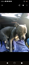 Lost Male Dog last seen Schooner & Hammer, Jack n Box, Stockton, CA 95219