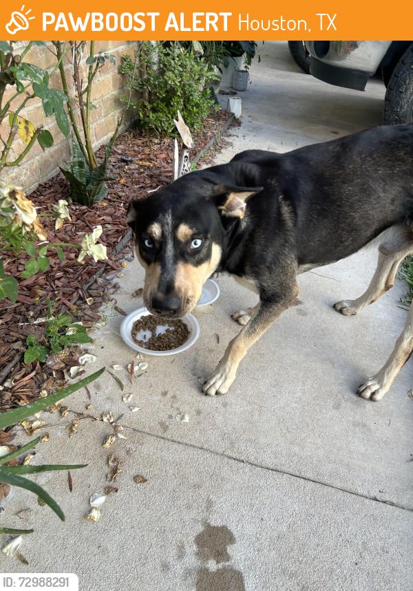 Found/Stray Male Dog last seen La Riviera Dr, Houston, TX 77015
