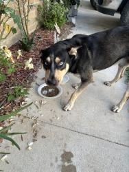 Found/Stray Male Dog last seen La Riviera Dr, Houston, TX 77015