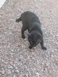 Found/Stray Unknown Cat last seen VILLAS Mesa 2, Mesa, AZ 85202