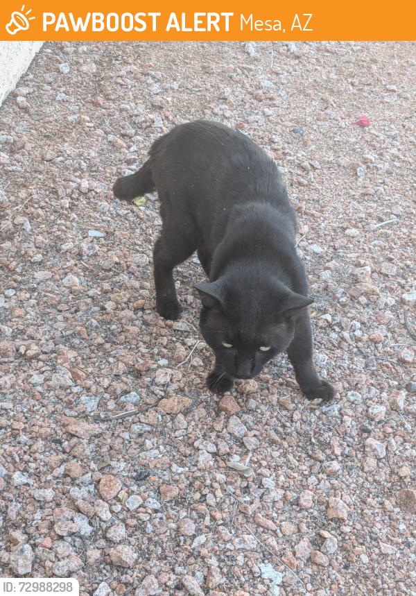 Found/Stray Unknown Cat last seen VILLAS Mesa 2, Mesa, AZ 85202