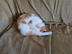 Reunited Male Cat last seen Haydon & San Benito St, Hollister, CA 95023