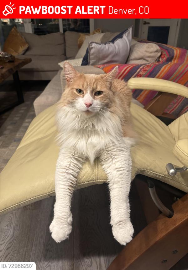 Lost Male Cat last seen Lowry Blvd. , Denver, CO 80230