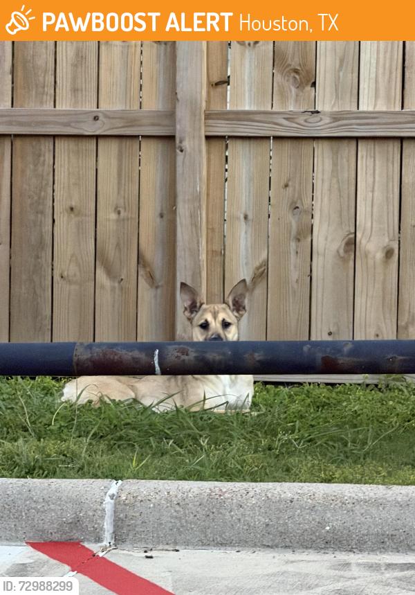 Found/Stray Unknown Dog last seen Bellaire Blvd Houston, Houston, TX 77083