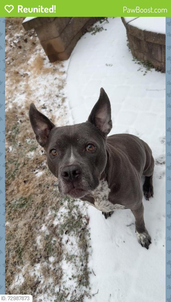 Reunited Male Dog last seen Near Virginia Pine Ln, Pineville, NC 28134