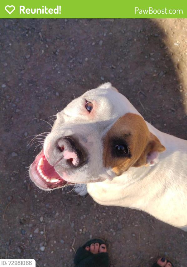 Reunited Female Dog last seen Houston and demaree Walmart , Visalia, CA 93291