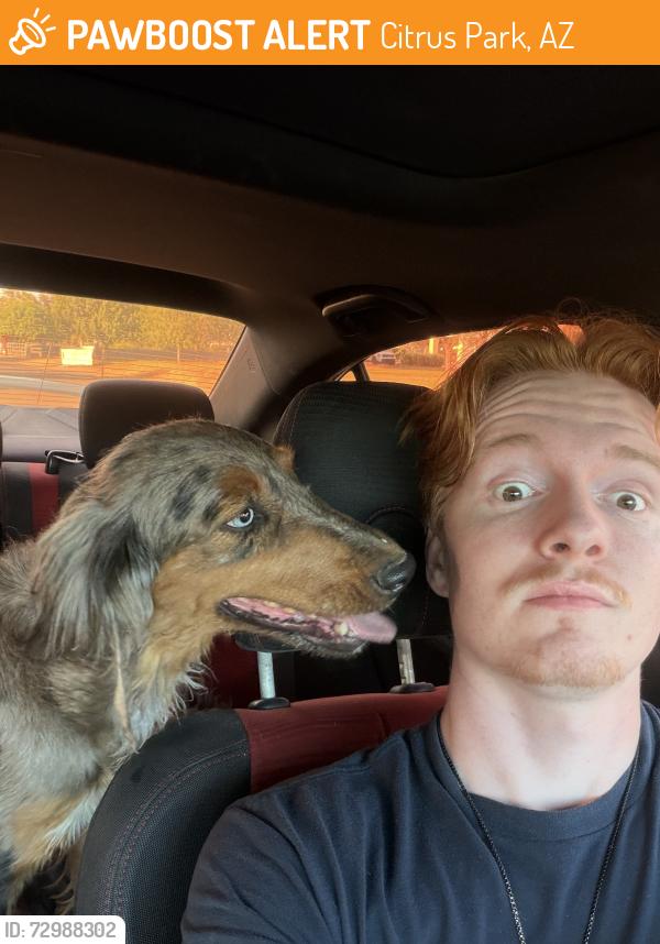 Found/Stray Unknown Dog last seen Glendale Ave and 177th Ave , Citrus Park, AZ 85355