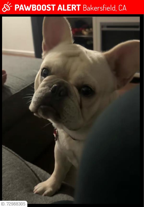 Lost Male Dog last seen Cottonwood rd, Bakersfield, CA 93301