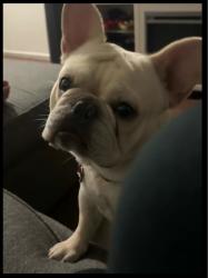 Lost Male Dog last seen Cottonwood rd, Bakersfield, CA 93301