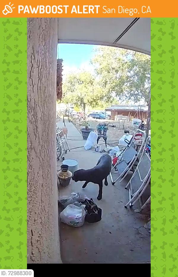 Found/Stray Unknown Dog last seen Douglas ct and park rd, San Diego, CA 92139