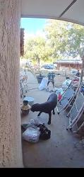 Found/Stray Unknown Dog last seen Douglas ct and park rd, San Diego, CA 92139
