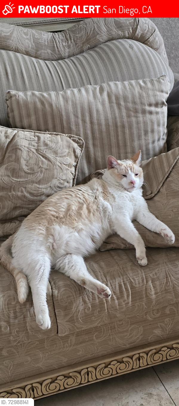 Lost Male Cat last seen Biscay dr & Clavelita st. Residential area.., San Diego, CA 92154
