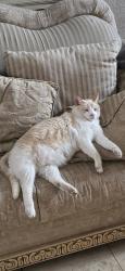 Lost Male Cat last seen Biscay dr & Clavelita st. Residential area.., San Diego, CA 92154