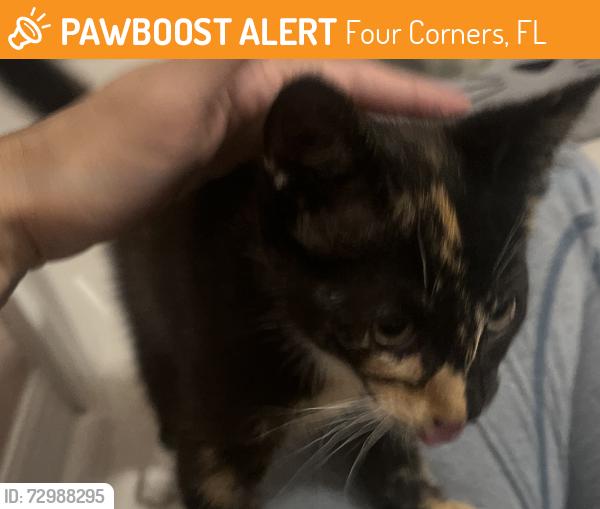 Found/Stray Unknown Cat last seen Superior , Four Corners, FL 34714