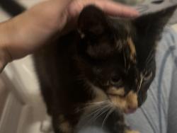 Found/Stray Unknown Cat last seen Superior , Four Corners, FL 34714