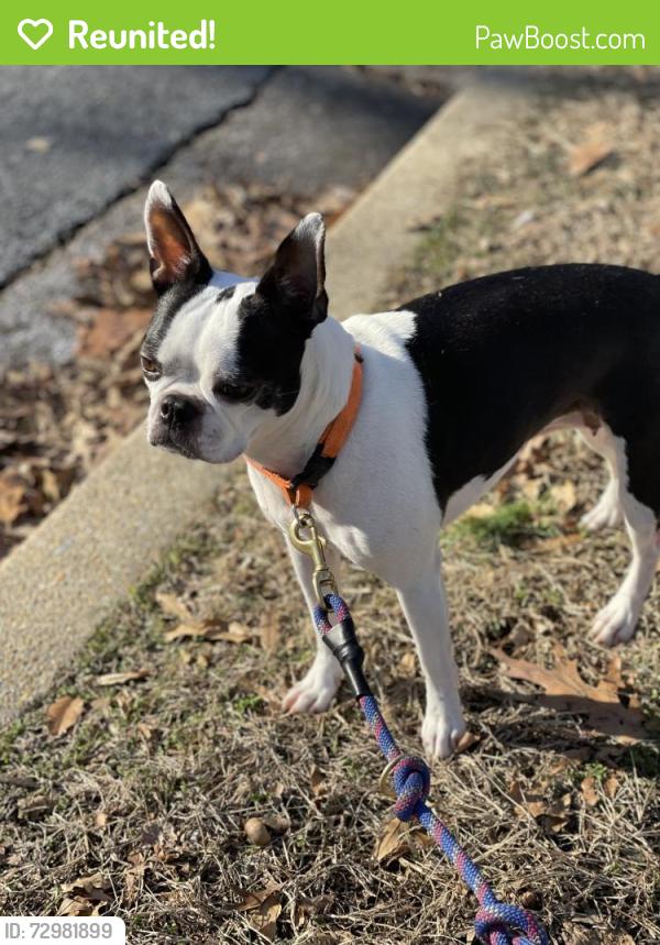 Reunited Female Dog last seen Between Walter Reed Dr & South Highland ST, Arlington, VA 22204