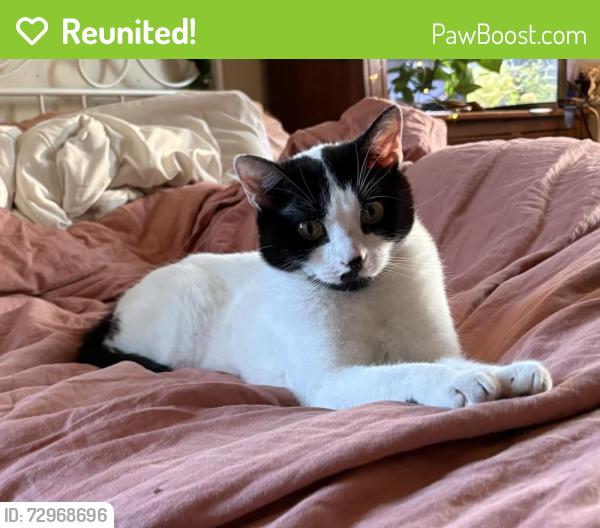 Reunited Female Cat last seen Between Cliff and Woodrow where they meet E Gladstone, Richmond, VA 23222