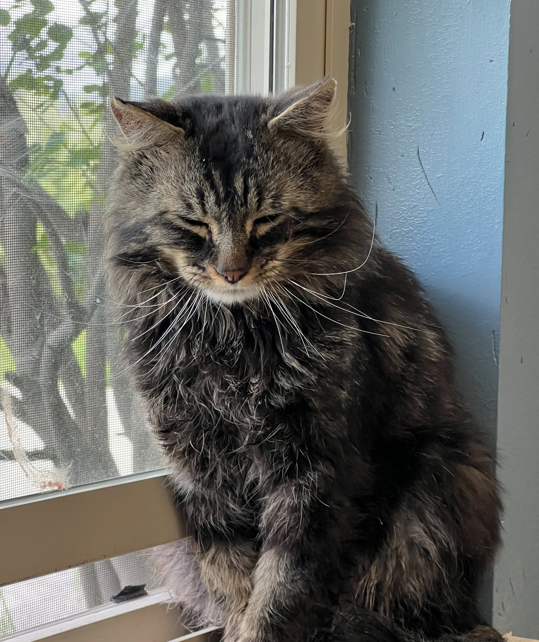 Shelter Stray Male Cat last seen Shindig Ln off of Mullan Road, MISSOULA COUNTY, MT, 5930 U.S. Hwy 93 S, Missoula, MT 59804, USA