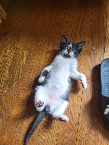 Shelter Stray Female Cat last seen Near Winters Chapel Road, Doraville 30360, 30360, GA, 3280 Chamblee Dunwoody Rd, Chamblee, GA 30341, USA