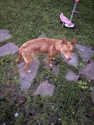 Found/Stray Male Dog last seen Chestnut log, Douglas County, GA 30122