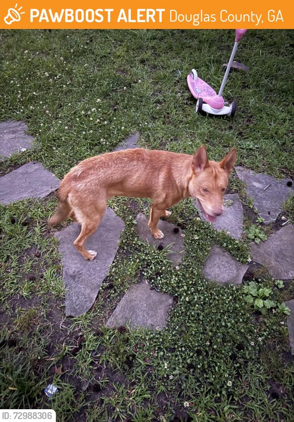 Found/Stray Male Dog last seen Chestnut log, Douglas County, GA 30122