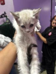 Shelter Stray Male Cat last seen Near TITAN, CITY of El Paso, TX, 5001 Fred Wilson Ave, El Paso, TX 79906, USA