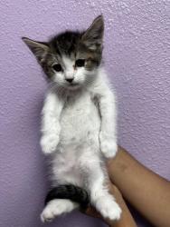 Shelter Stray Male Cat last seen Near TITAN, CITY of El Paso, TX, 5001 Fred Wilson Ave, El Paso, TX 79906, USA
