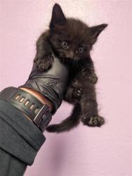 Shelter Stray Female Cat last seen Near Lake Nemi, CITY of El Paso, TX, 5001 Fred Wilson Ave, El Paso, TX 79906, USA