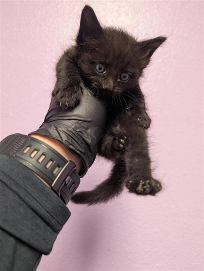 Shelter Stray Female Cat last seen Near Lake Nemi, CITY of El Paso, TX, 5001 Fred Wilson Ave, El Paso, TX 79906, USA