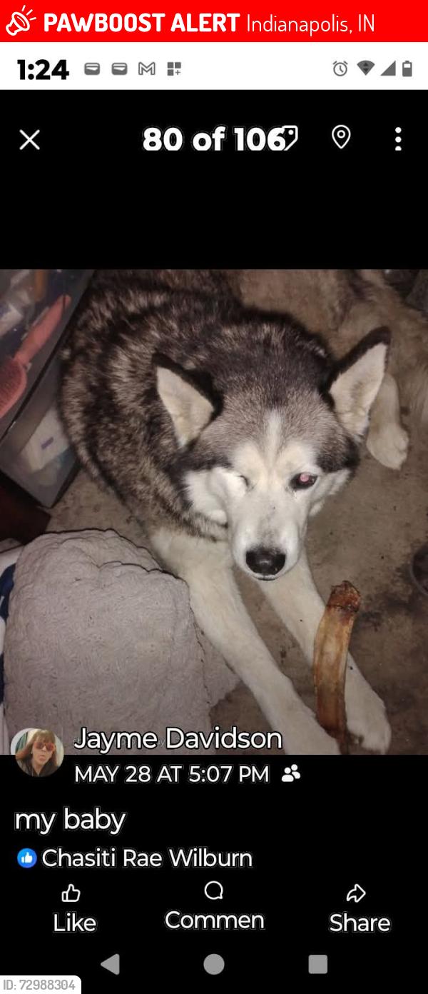 Lost Male Dog last seen warman ave, Indianapolis, IN 46221
